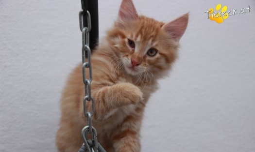 Katze Napoleon (Foto by Tiereck.at - Lavanttaler Tierhilfe)