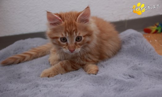 Katze Napoleon (Foto by Tiereck.at - Lavanttaler Tierhilfe)