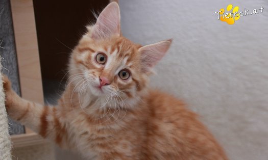 Katze Napoleon (Foto by Tiereck.at - Lavanttaler Tierhilfe)