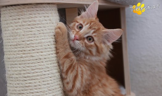 Katze Napoleon (Foto by Tiereck.at - Lavanttaler Tierhilfe)