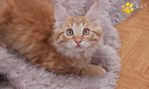 Katze Napoleon (Foto by Tiereck.at - Lavanttaler Tierhilfe)