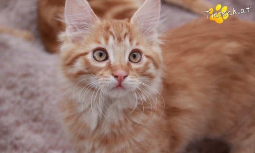 Katze Napoleon (Foto by Tiereck.at - Lavanttaler Tierhilfe)