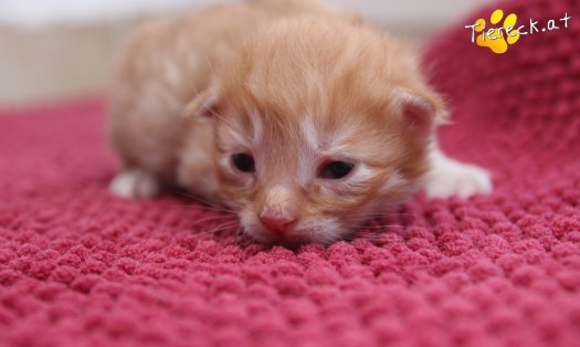 Katze Nilsson (Foto by Tiereck.at - Lavanttaler Tierhilfe)