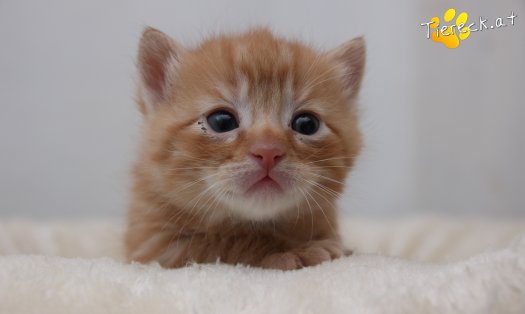 Katze Nilsson (Foto by Tiereck.at - Lavanttaler Tierhilfe)