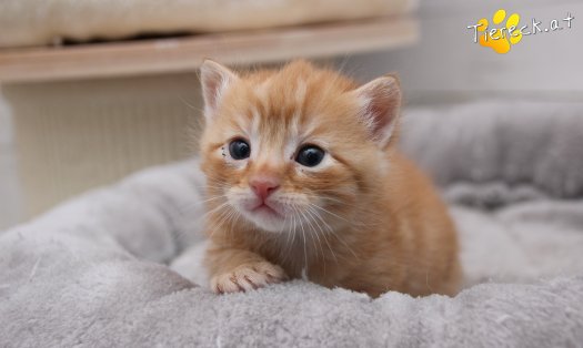 Katze Nilsson (Foto by Tiereck.at - Lavanttaler Tierhilfe)