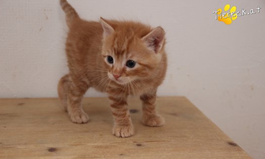 Katze Nilsson (Foto by Tiereck.at - Lavanttaler Tierhilfe)