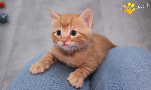 Katze Nilsson (Foto by Tiereck.at - Lavanttaler Tierhilfe)