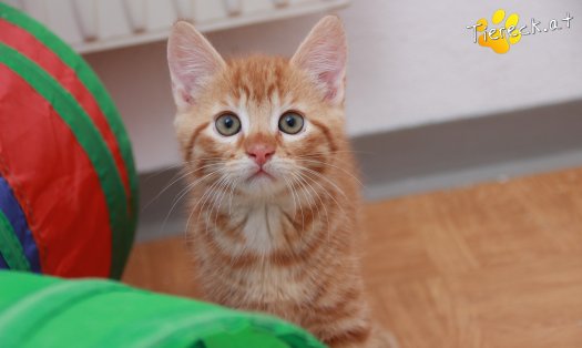 Katze Nilsson (Foto by Tiereck.at - Lavanttaler Tierhilfe)