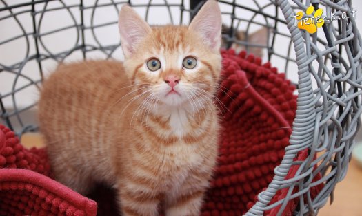 Katze Nilsson (Foto by Tiereck.at - Lavanttaler Tierhilfe)
