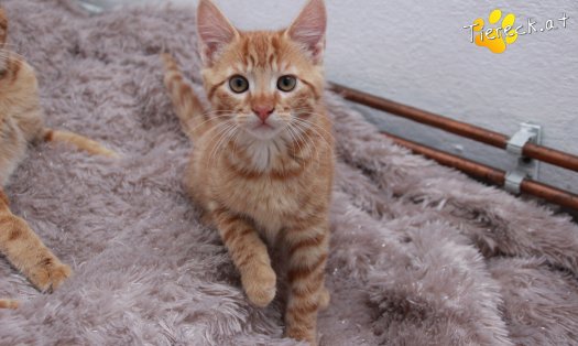 Katze Nilsson (Foto by Tiereck.at - Lavanttaler Tierhilfe)
