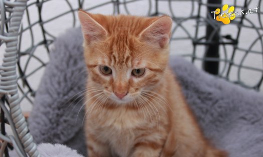 Katze Nilsson (Foto by Tiereck.at - Lavanttaler Tierhilfe)
