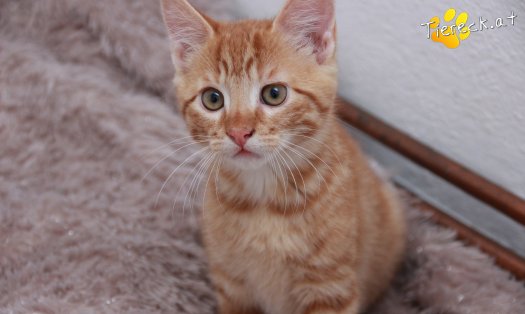 Katze Nilsson (Foto by Tiereck.at - Lavanttaler Tierhilfe)