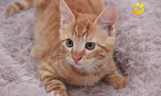 Katze Nilsson (Foto by Tiereck.at - Lavanttaler Tierhilfe)