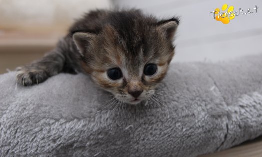 Katze Xena (Foto by Tiereck.at - Lavanttaler Tierhilfe)