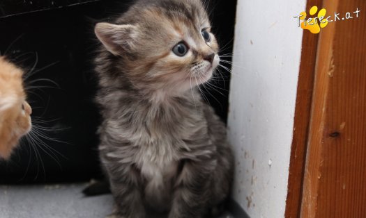 Katze Xena (Foto by Tiereck.at - Lavanttaler Tierhilfe)