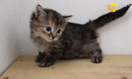 Katze Xena (Foto by Tiereck.at - Lavanttaler Tierhilfe)