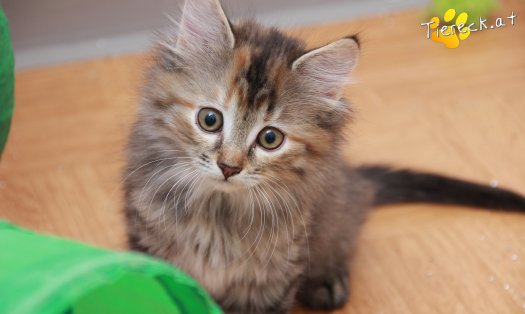 Katze Xena (Foto by Tiereck.at - Lavanttaler Tierhilfe)