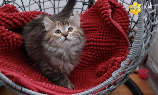 Katze Xena (Foto by Tiereck.at - Lavanttaler Tierhilfe)