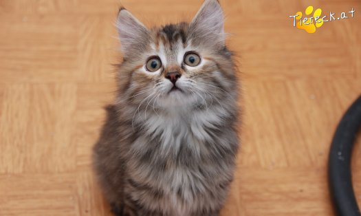 Katze Xena (Foto by Tiereck.at - Lavanttaler Tierhilfe)