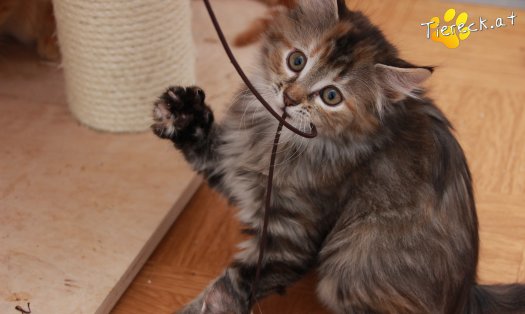 Katze Xena (Foto by Tiereck.at - Lavanttaler Tierhilfe)