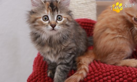 Katze Xena (Foto by Tiereck.at - Lavanttaler Tierhilfe)