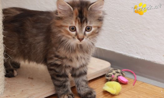 Katze Xena (Foto by Tiereck.at - Lavanttaler Tierhilfe)