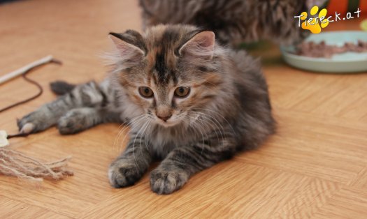Katze Xena (Foto by Tiereck.at - Lavanttaler Tierhilfe)