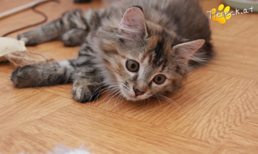Katze Xena (Foto by Tiereck.at - Lavanttaler Tierhilfe)