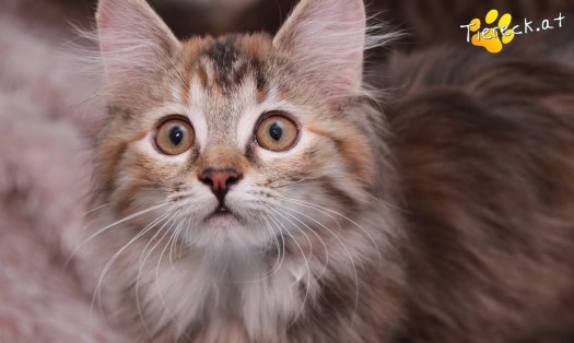 Katze Xena (Foto by Tiereck.at - Lavanttaler Tierhilfe)