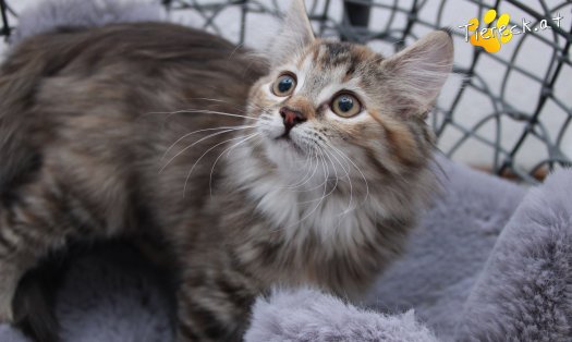 Katze Xena (Foto by Tiereck.at - Lavanttaler Tierhilfe)