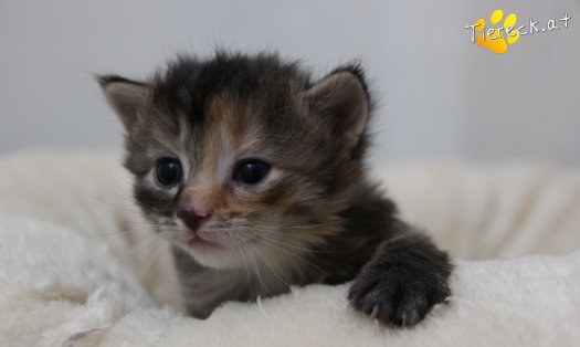 Katze Pippi (Foto by Tiereck.at - Lavanttaler Tierhilfe)