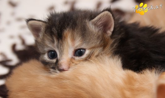 Katze Pippi (Foto by Tiereck.at - Lavanttaler Tierhilfe)