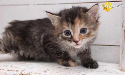Katze Pippi (Foto by Tiereck.at - Lavanttaler Tierhilfe)