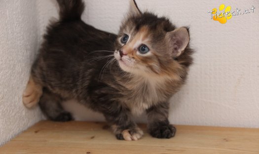 Katze Pippi (Foto by Tiereck.at - Lavanttaler Tierhilfe)