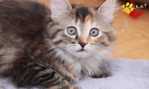 Katze Pippi (Foto by Tiereck.at - Lavanttaler Tierhilfe)