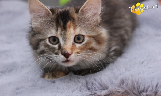 Katze Pippi (Foto by Tiereck.at - Lavanttaler Tierhilfe)