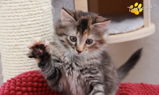 Katze Pippi (Foto by Tiereck.at - Lavanttaler Tierhilfe)