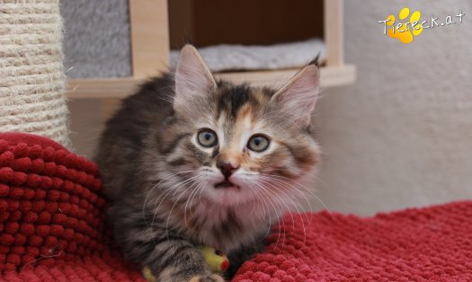 Katze Pippi (Foto by Tiereck.at - Lavanttaler Tierhilfe)