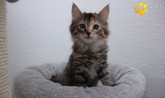 Katze Pippi (Foto by Tiereck.at - Lavanttaler Tierhilfe)