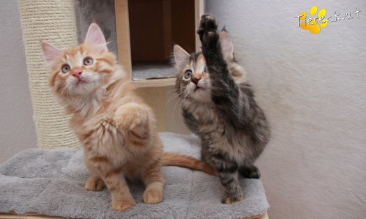 Katze Pippi (Foto by Tiereck.at - Lavanttaler Tierhilfe)