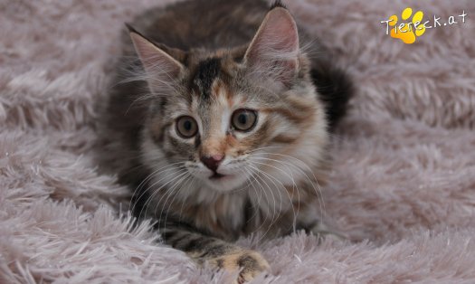 Katze Pippi (Foto by Tiereck.at - Lavanttaler Tierhilfe)