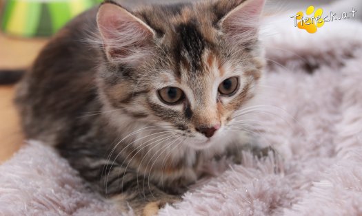 Katze Pippi (Foto by Tiereck.at - Lavanttaler Tierhilfe)