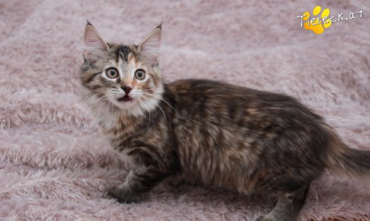 Katze Pippi (Foto by Tiereck.at - Lavanttaler Tierhilfe)