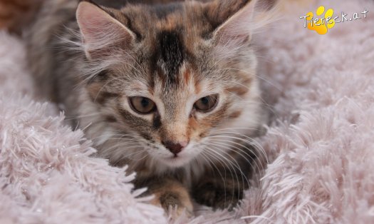 Katze Pippi (Foto by Tiereck.at - Lavanttaler Tierhilfe)