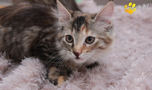 Katze Pippi (Foto by Tiereck.at - Lavanttaler Tierhilfe)