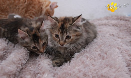 Katze Pippi (Foto by Tiereck.at - Lavanttaler Tierhilfe)
