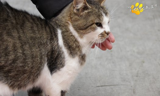 Katze Cookie (Foto by Tiereck.at - Lavanttaler Tierhilfe)