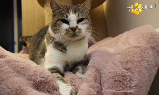 Katze Cookie (Foto by Tiereck.at - Lavanttaler Tierhilfe)