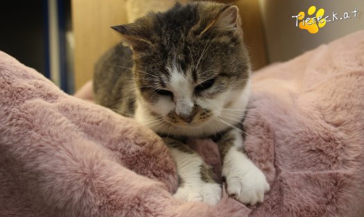 Katze Cookie (Foto by Tiereck.at - Lavanttaler Tierhilfe)
