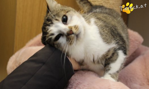 Katze Cookie (Foto by Tiereck.at - Lavanttaler Tierhilfe)